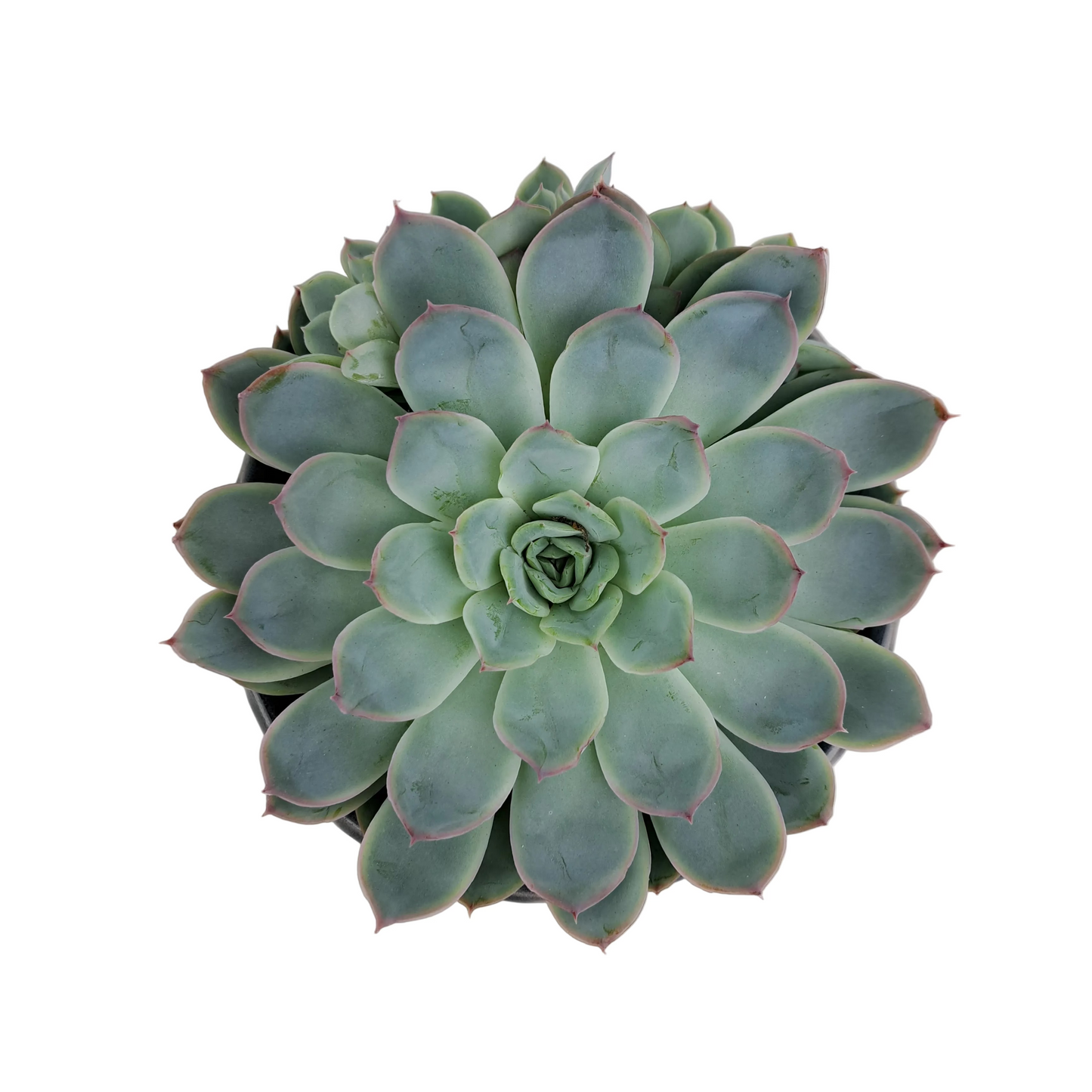 Echeveria v keramickom kvetináči