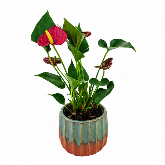 Donáška kvetov - Antúria Essentials 25cm v kvetináči Lava - slovenske-kvety.sk