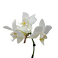 Orchidea mini 25cm Snow Pearl
