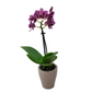 Orchidea mini 25cm Pink Marble