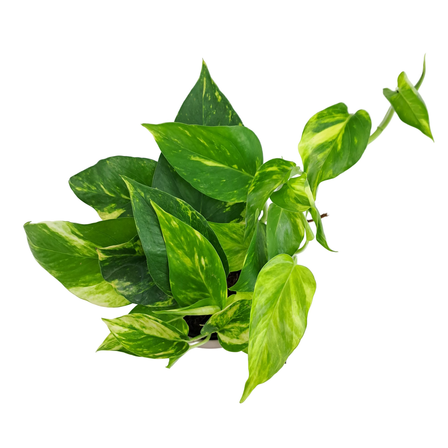 Epipremnum – Green Stripes