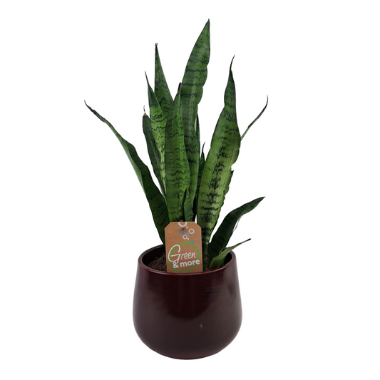 Svokrin jazyk (Sansevieria Laurentii) 60cm