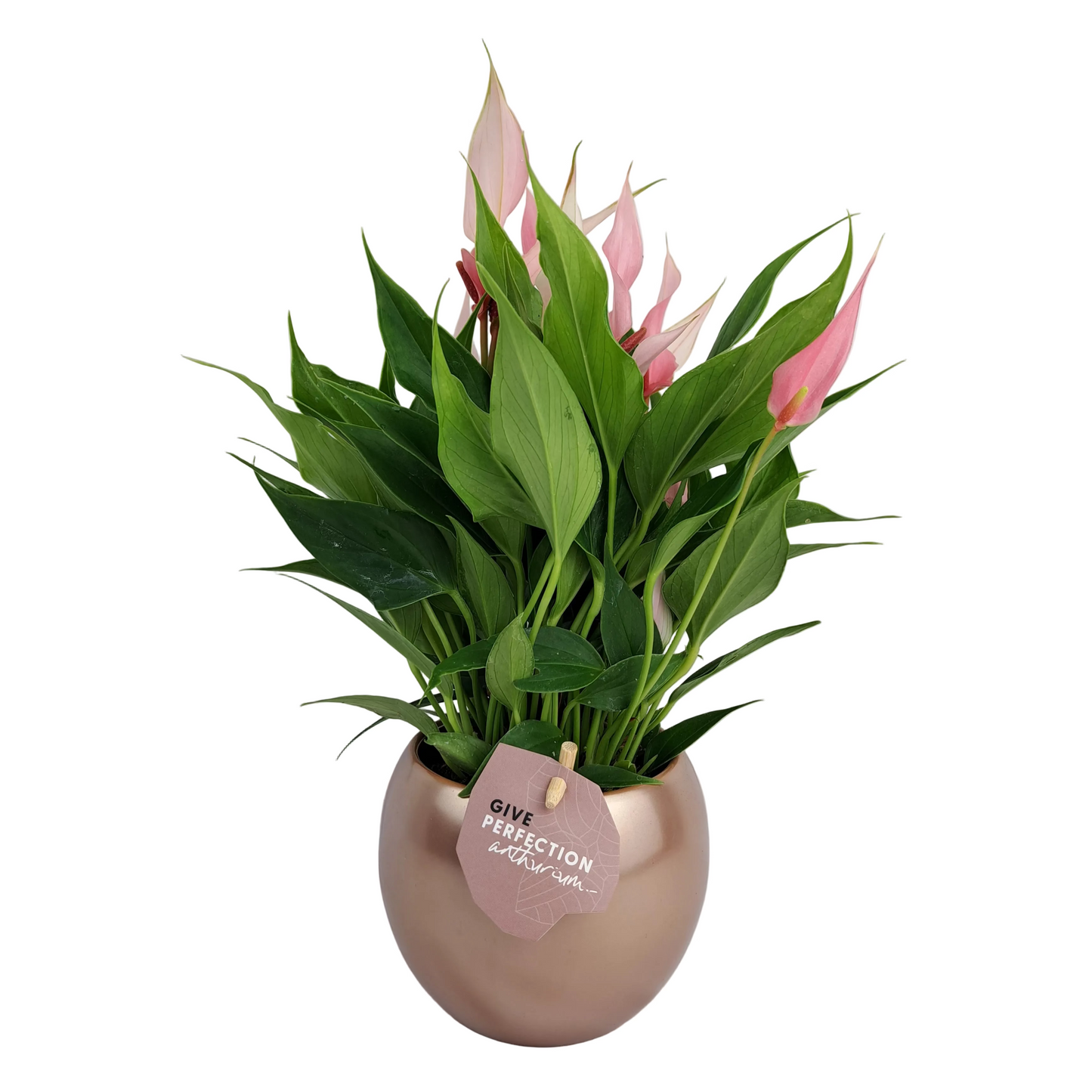 Antúria perfection ružová 25cm v keramickom kvetináči "Rose Gold"