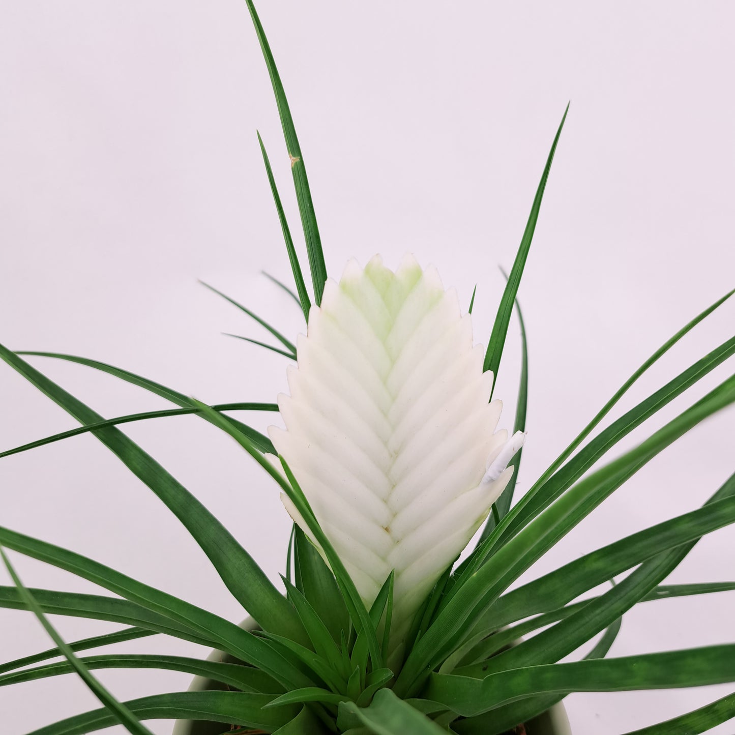 Vianočná thilandsia 25cm