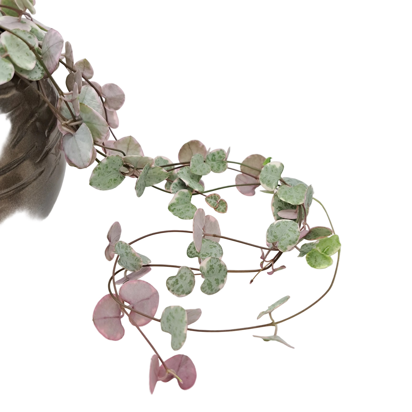 Ceropegia Woody
