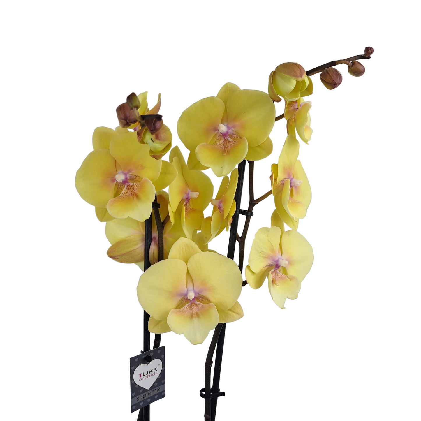 Orchidea žlá 65cm v keramike