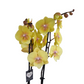 Orchidea žlá 65cm v keramike