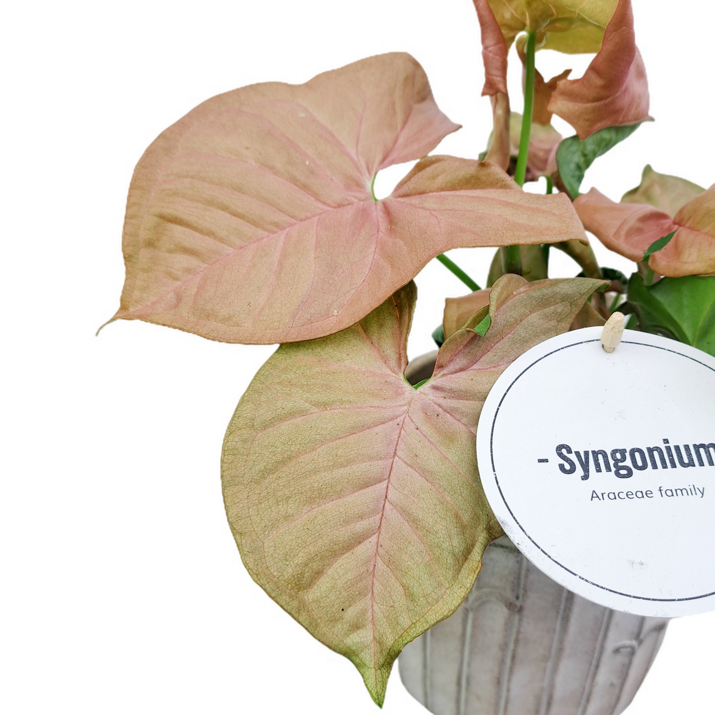 Syngonium Angustatum