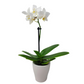 Orchidea mini 25cm Snow Pearl