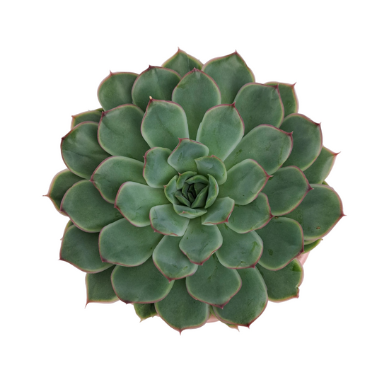 Donáška kvetov - Echeveria v keramickom kvetináči - slovenske-kvety.sk