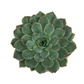 Echeveria v keramickom kvetináči