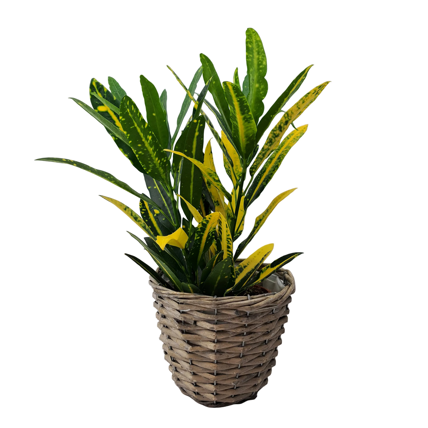 Codiaeum - Krotón 35 cm