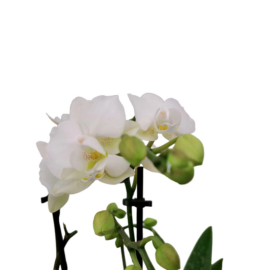 Donáška kvetov - Orchidea mini Colibri Mineral - White Pearl - slovenske-kvety.sk