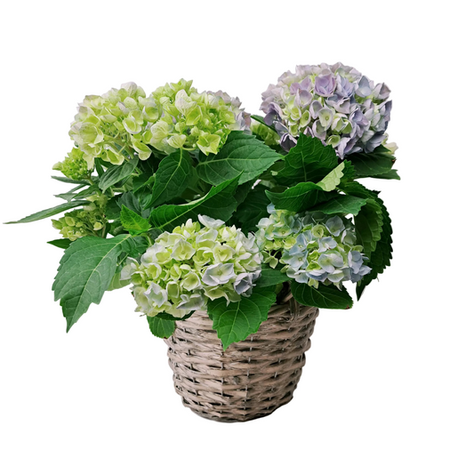 Donáška kvetov - Hortenzia modrá 40cm - slovenske-kvety.sk