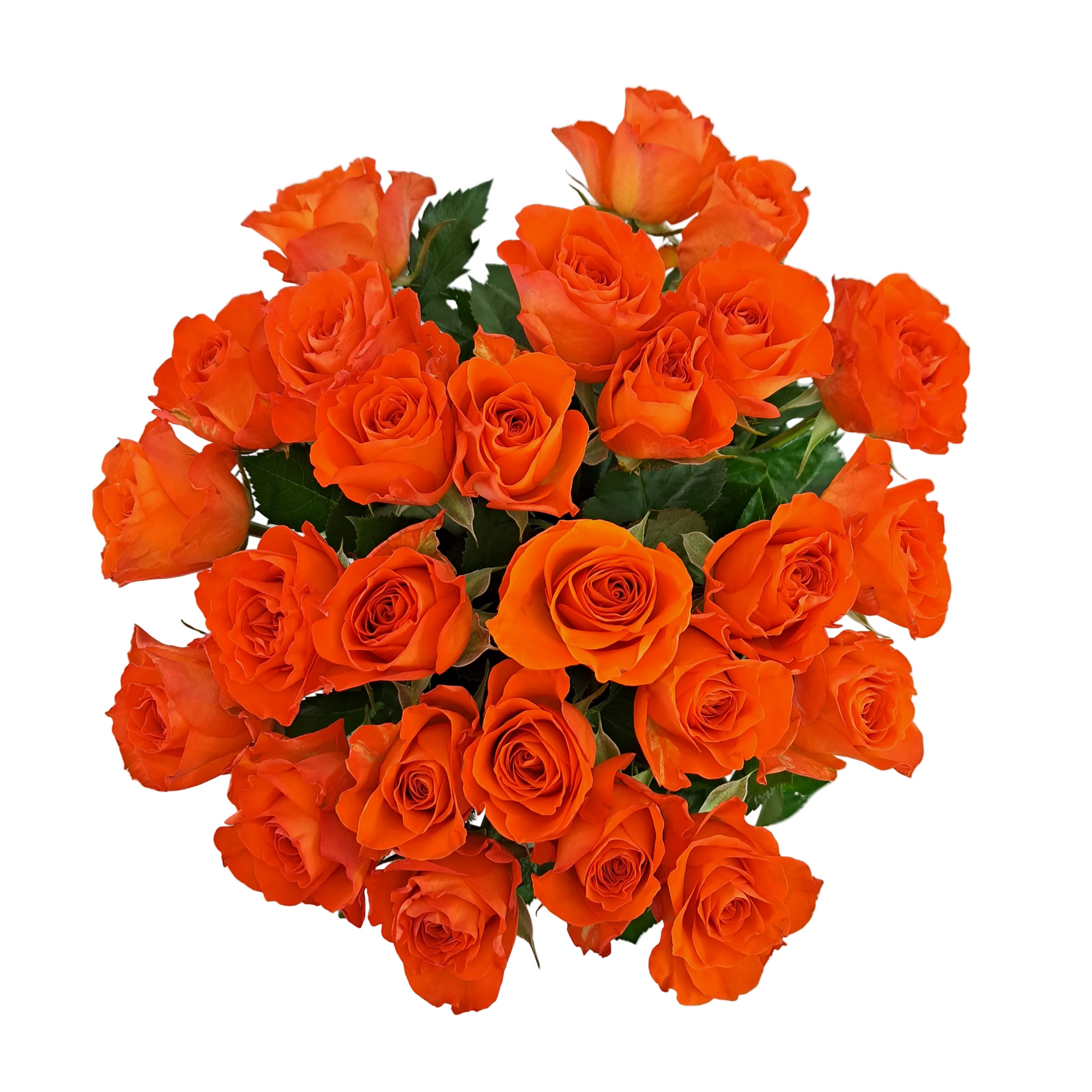 Donáška kvetov - Novinka 25 oranžových ruží Miss Lisa 55cm - slovenske-kvety.sk