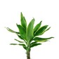 Dracaena 'White Stripe' 40cm