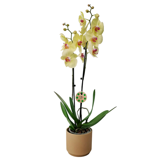 Orchidea 2-stonková Sunny Blush 65cm v keramike