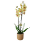 Orchidea 2-stonková Sunny Blush 65cm v keramike