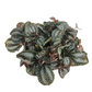 Pilea Involucrata