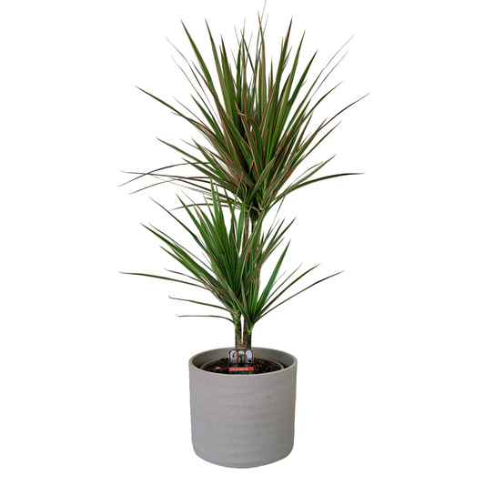 Dracaena marginata 'Tricolor' (Dragon Tree) 80cm