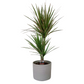 Dracaena marginata 'Tricolor' (Dragon Tree) 80cm