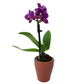 Orchidea mini 25cm Violet Sunset