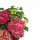 Veľká hortenzia - Red Passion 45cm