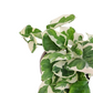 Epipremnum – Marble Green