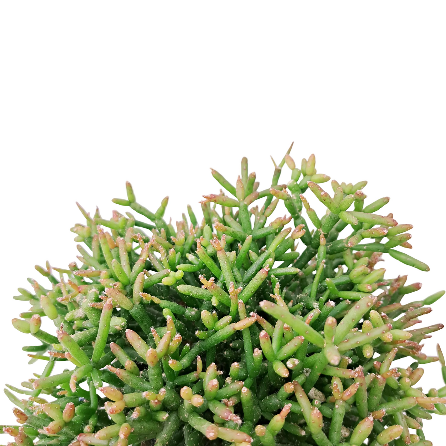Rhipsalis