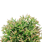 Rhipsalis