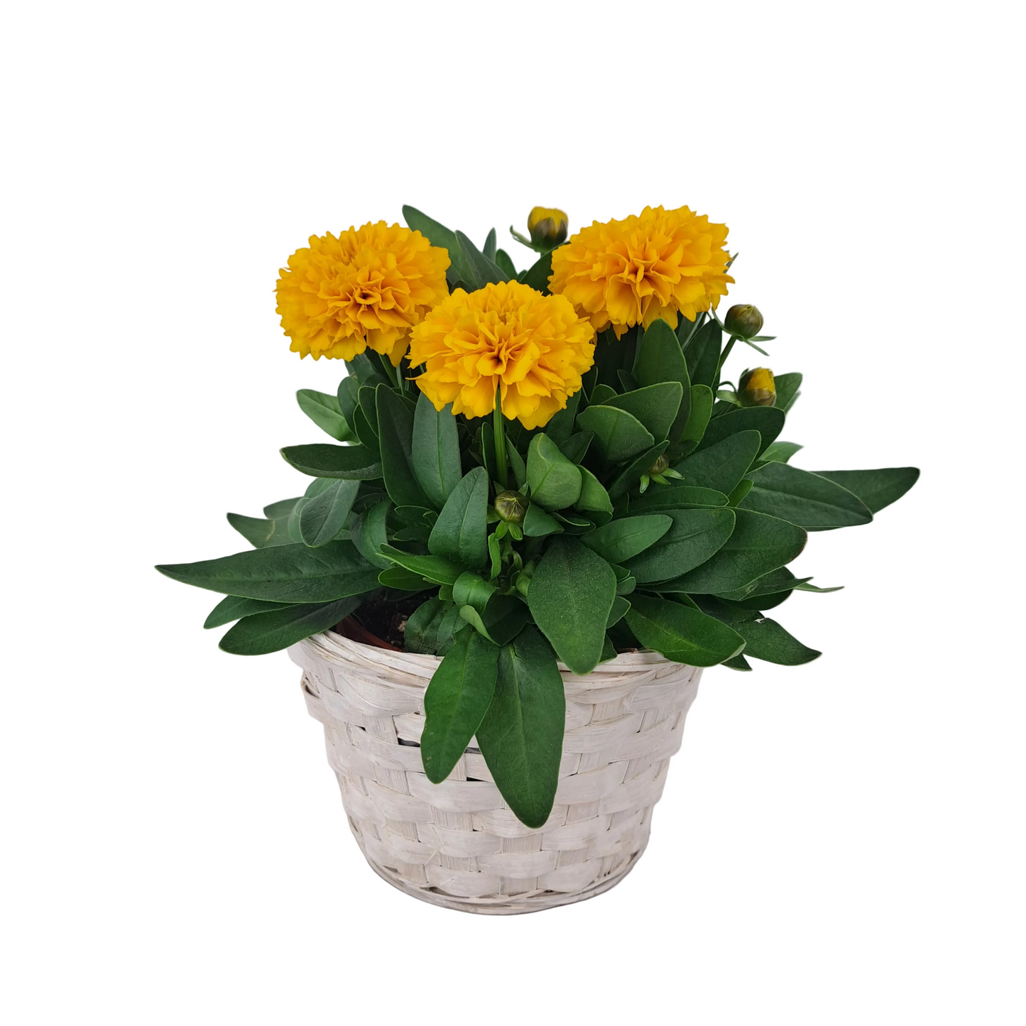 Coreopsis v košíku