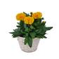 Coreopsis v košíku