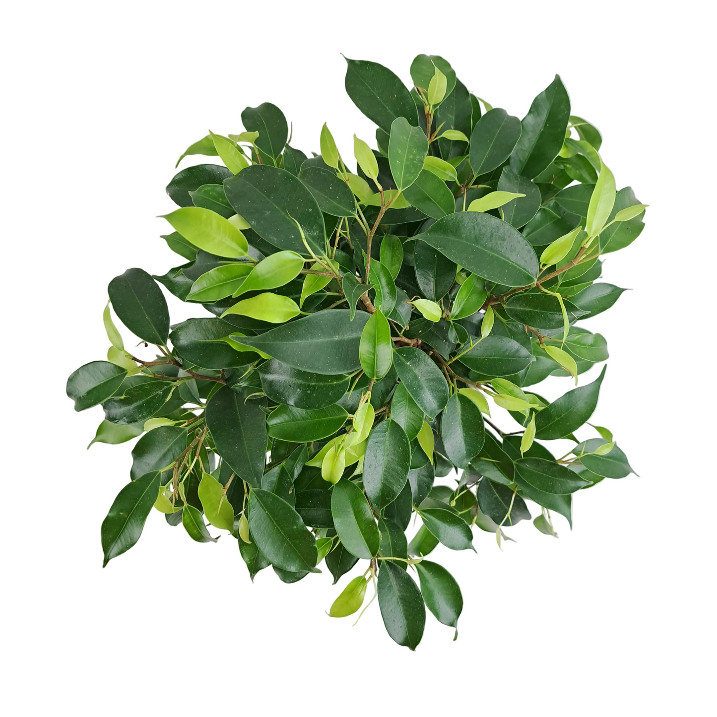 Ficus benjamina 35 cm