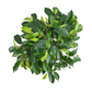 Ficus benjamina 35 cm