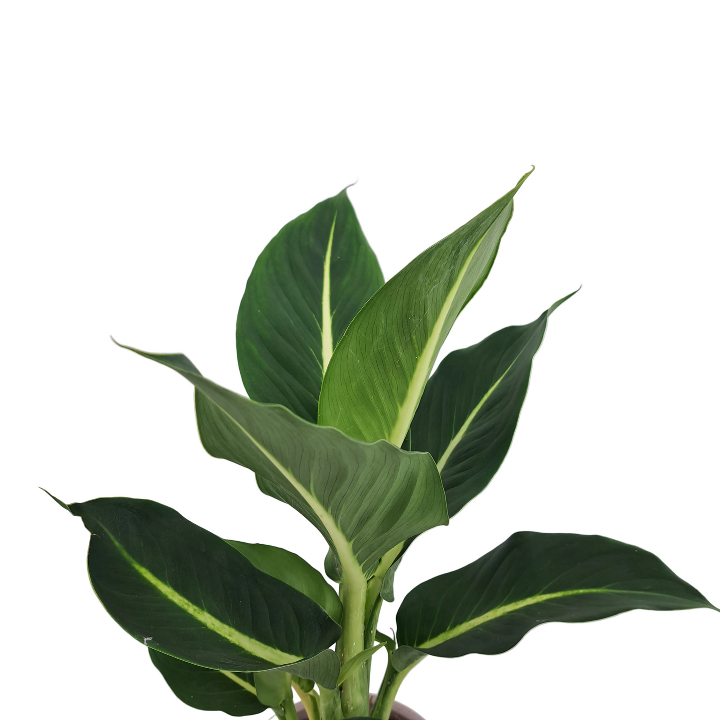 Dieffenbachia 45cm
