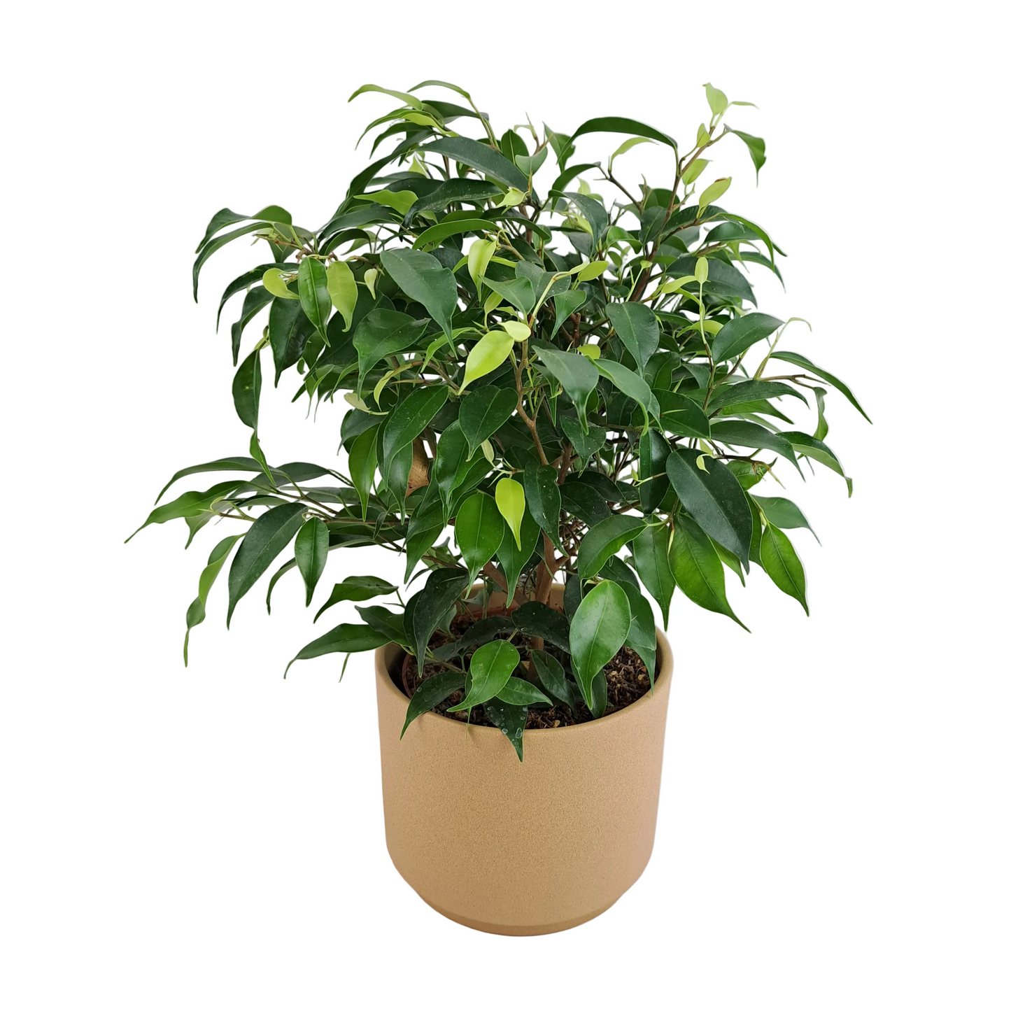 Ficus benjamina 35 cm
