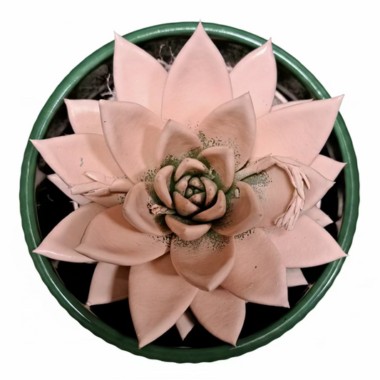 Donáška kvetov - Echeveria ružová - slovenske-kvety.sk