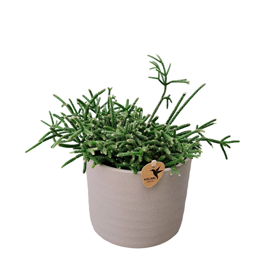 Donáška kvetov - Rhipsalis cereuscula - slovenske-kvety.sk