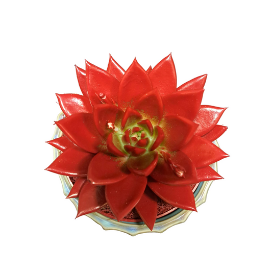 Donáška kvetov - Echeveria bordová - slovenske-kvety.sk