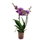 Orchidea mini Colibri Mineral - Pink Pearl