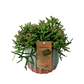 Rhipsalis