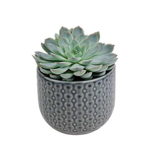 Donáška kvetov - Echeveria v keramickom kvetináči - slovenske-kvety.sk
