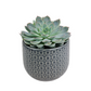 Donáška kvetov - Echeveria v keramickom kvetináči - slovenske-kvety.sk