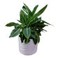 Dieffenbachia 55cm