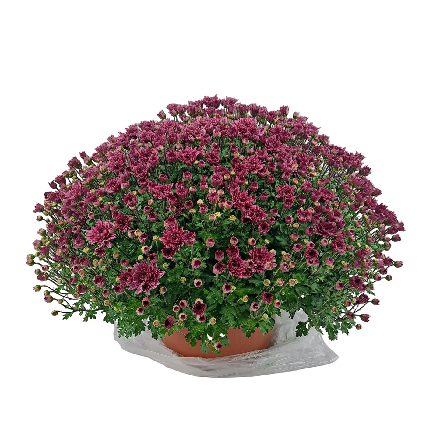 Slovenská chryzantéma 50cm - Tmavoružová