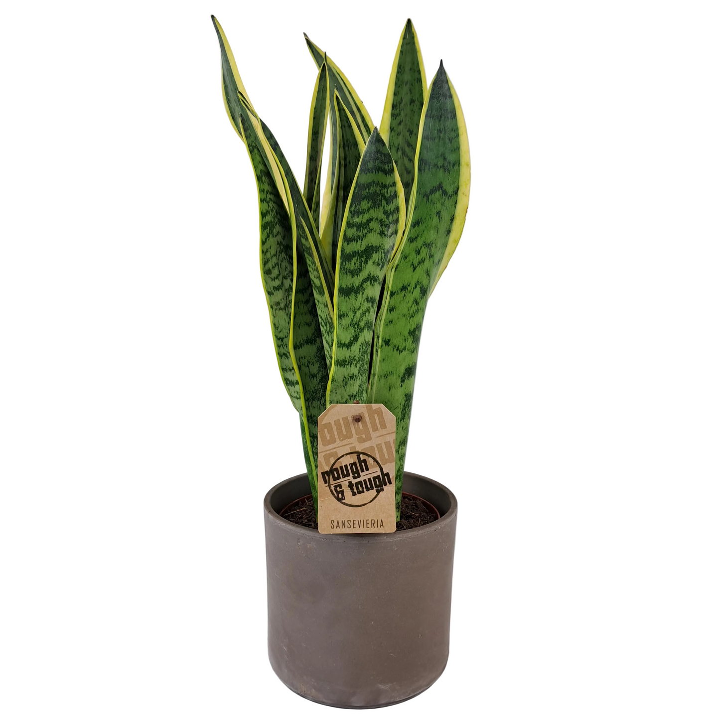 Svokrin jazyk (Sansevieria Zeylanica) 50cm