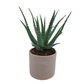 Aloe arborescens