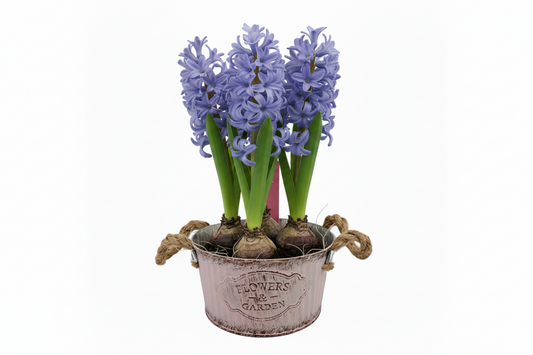 Donáška kvetov - Jarný aranžmán v plechovom vedierku - Hyacinty modré - slovenske-kvety.sk