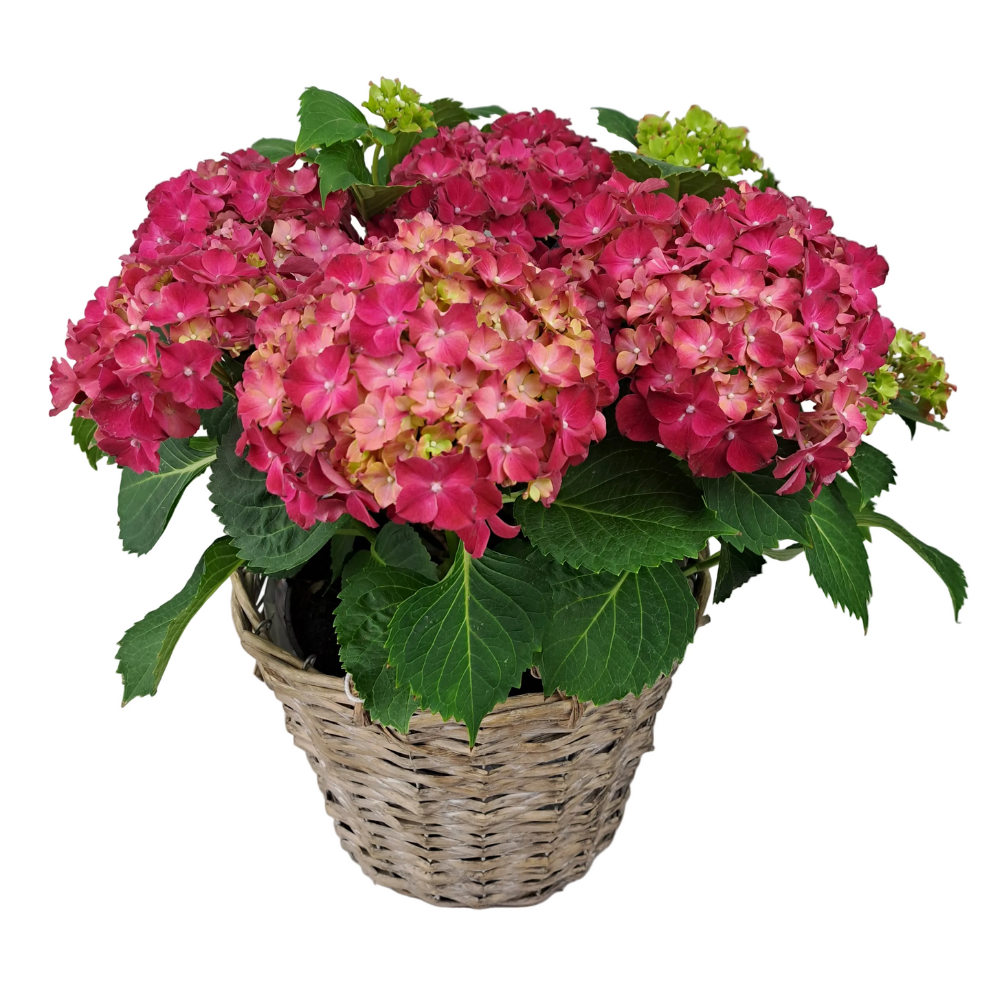 Veľká hortenzia – Royal Burgundy 45 cm