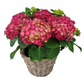 Veľká hortenzia – Royal Burgundy 45 cm